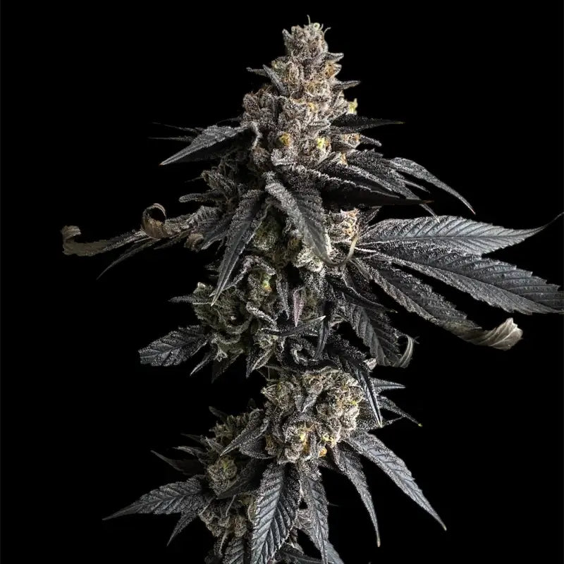 Vanilla noir© fem terpyz mutant genetics feminized cannabis