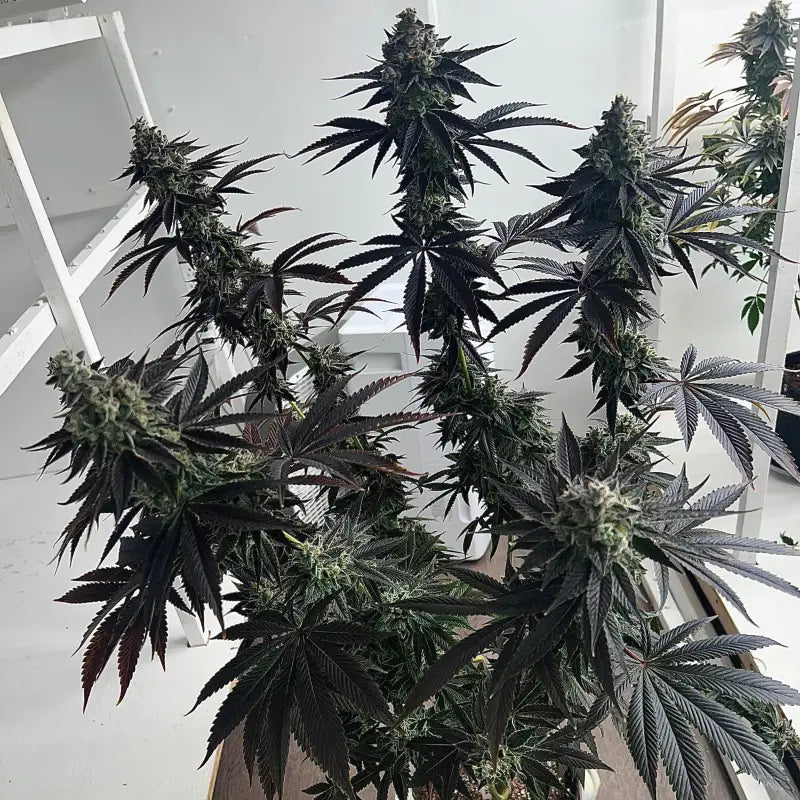 Vanilla noir© fem terpyz mutant genetics feminized cannabis