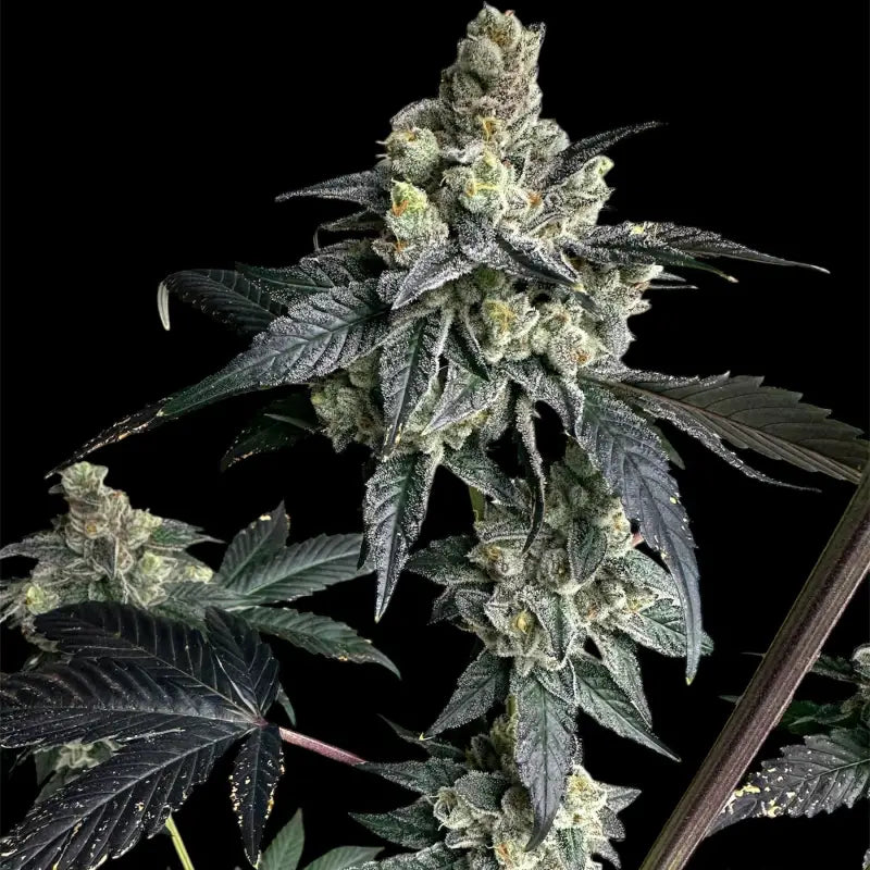 Vanilla noir© fem terpyz mutant genetics feminized cannabis