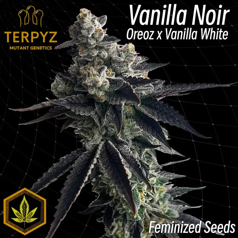 Vanilla noir© fem terpyz mutant genetics feminized cannabis