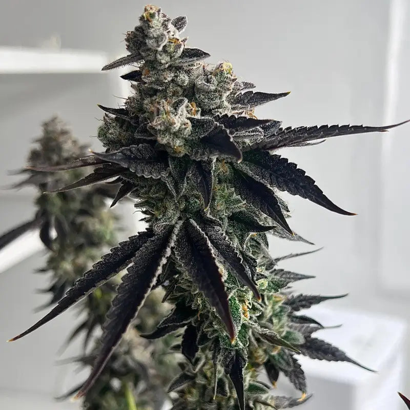 Vanilla noir© fem terpyz mutant genetics feminized