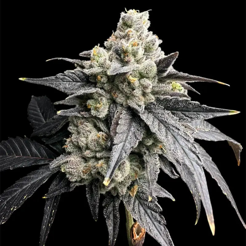 Vanilla noir© fem terpyz mutant genetics feminized cannabis