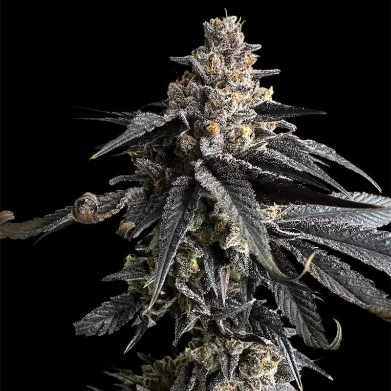 Vanilla noir© fem terpyz mutant genetics feminized