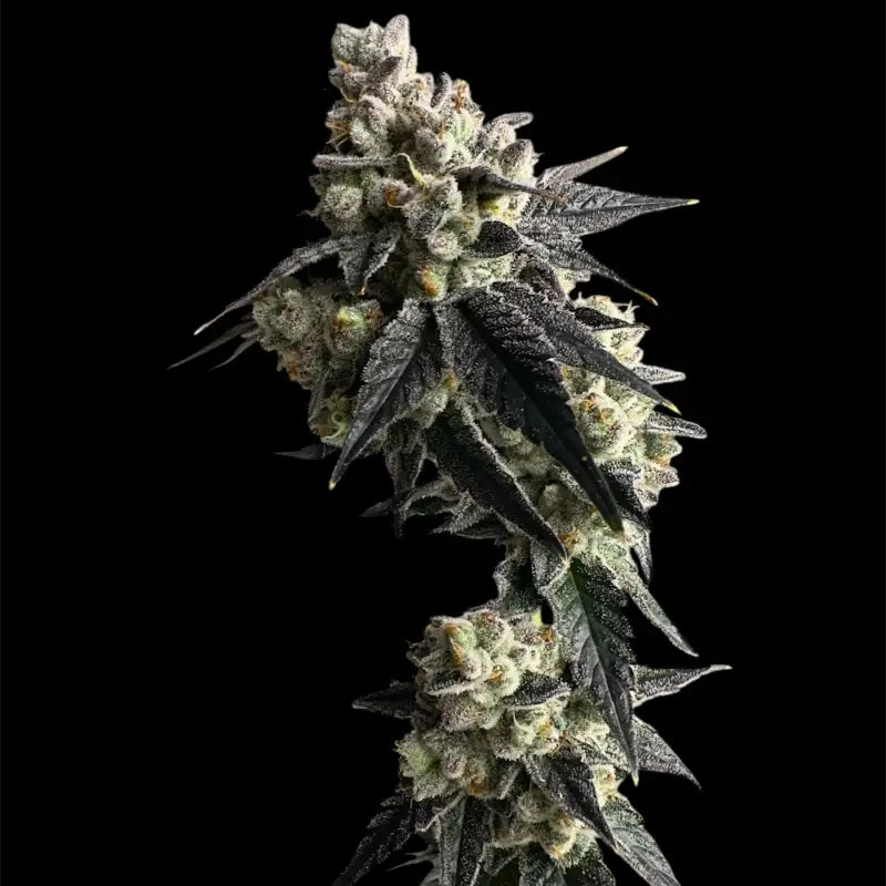 Vanilla noir© fem terpyz mutant genetics feminized cannabis