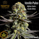 Vanilla pulao© fem terpyz feminized cannabis seeds feminised