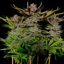 Vanilla pulao© fem terpyz feminized cannabis seeds feminised