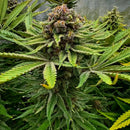 Vanilla pulao© fem terpyz feminized cannabis seeds feminised