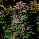 Vanilla pulao© fem terpyz feminized cannabis seeds feminised