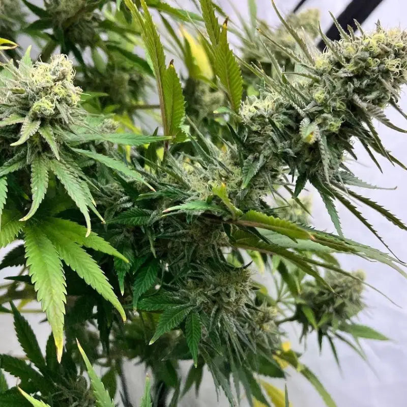 Vanilla pulao© fem terpyz feminized cannabis seeds classic