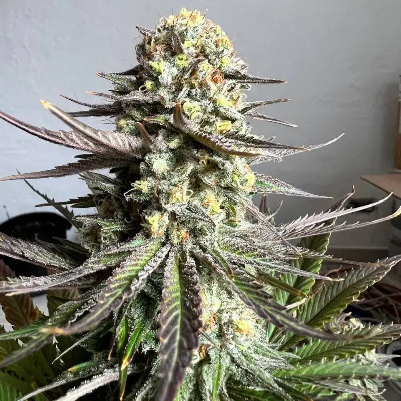 Vanilla pulao© fem terpyz feminized cannabis seeds feminised