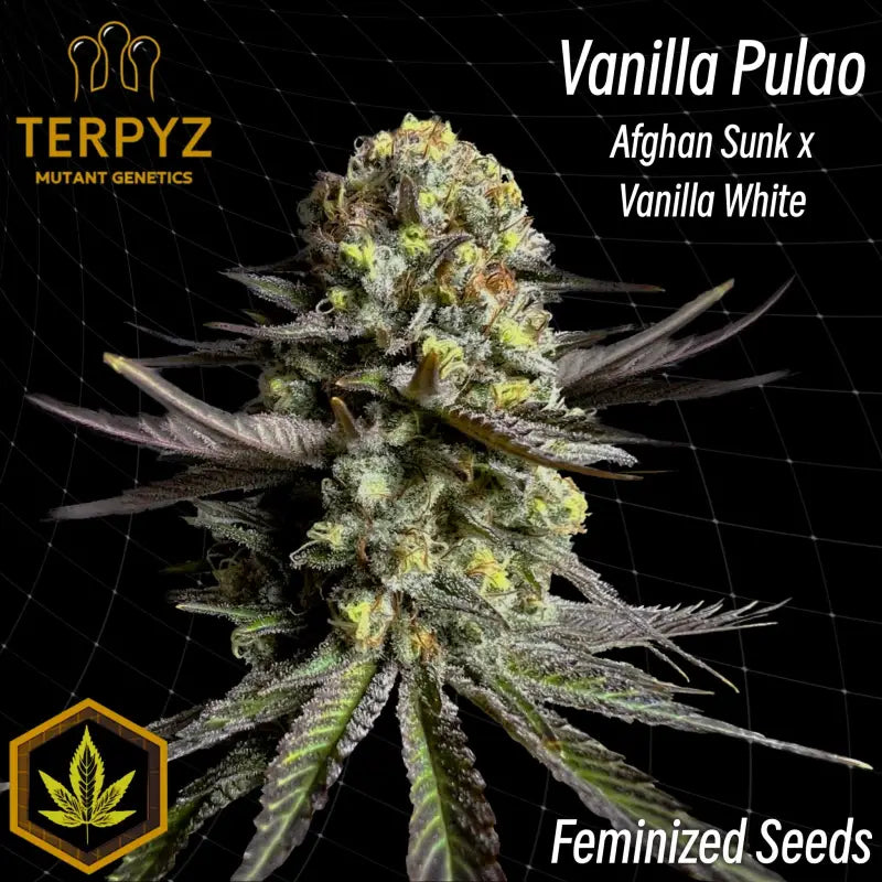 Vanilla pulao© fem terpyz feminized cannabis seeds feminised