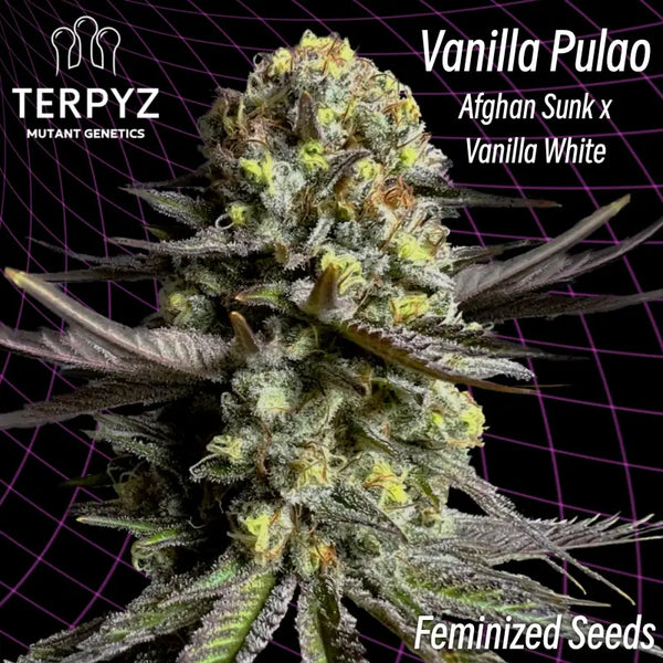Vanilla pulao (feminized cannabis seeds) terpyz feminized