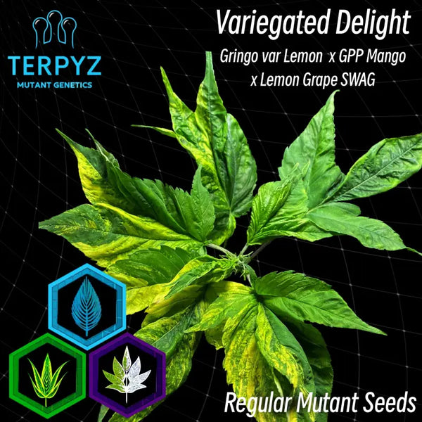 Variegated delight© mutant reg terpyz genetics cannabis