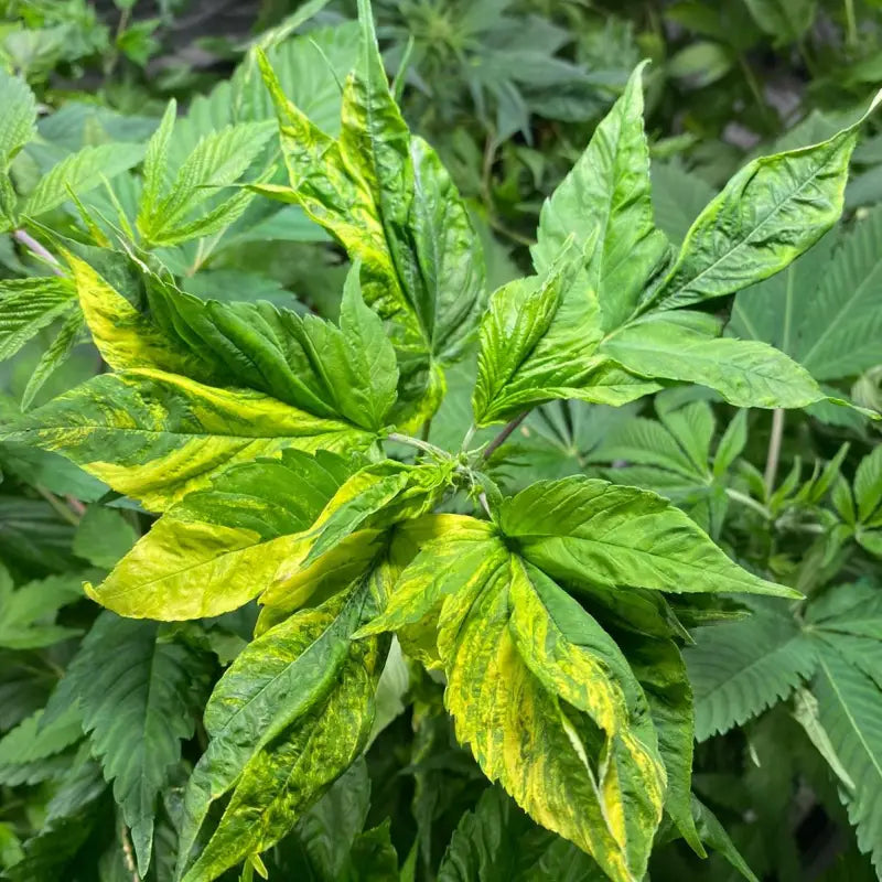 Variegated delight© mutant reg terpyz genetics cannabis