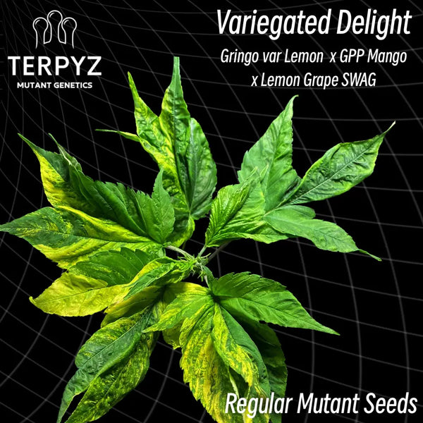Variegated delight (regular mutant cannabis seeds) terpyz