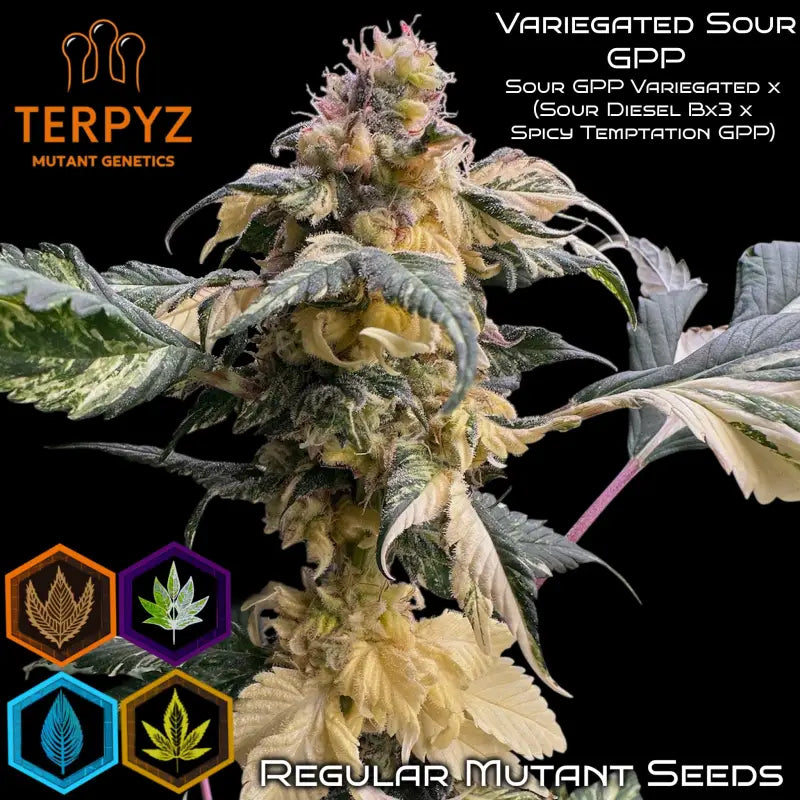 Variegated sour gpp© mutant reg terpyz genetics cannabis