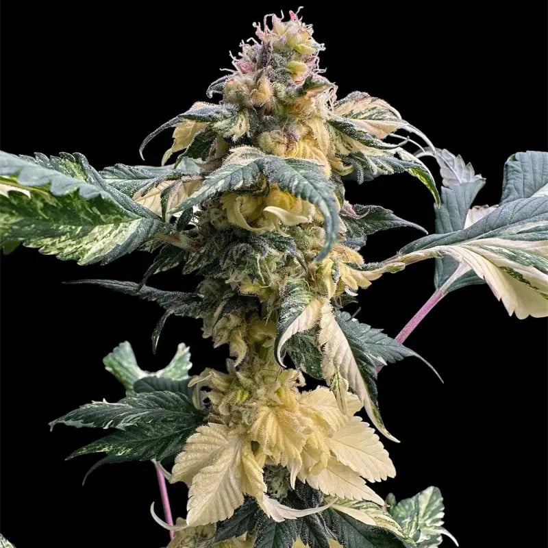 Variegated sour gpp© mutant reg terpyz genetics cannabis