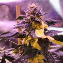 Variegated sour picasso© mutant reg terpyz genetics