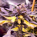 Variegated sour picasso© mutant reg terpyz genetics