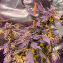 Variegated sour picasso© mutant reg terpyz genetics