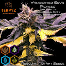 Variegated sour picasso© mutant reg terpyz genetics