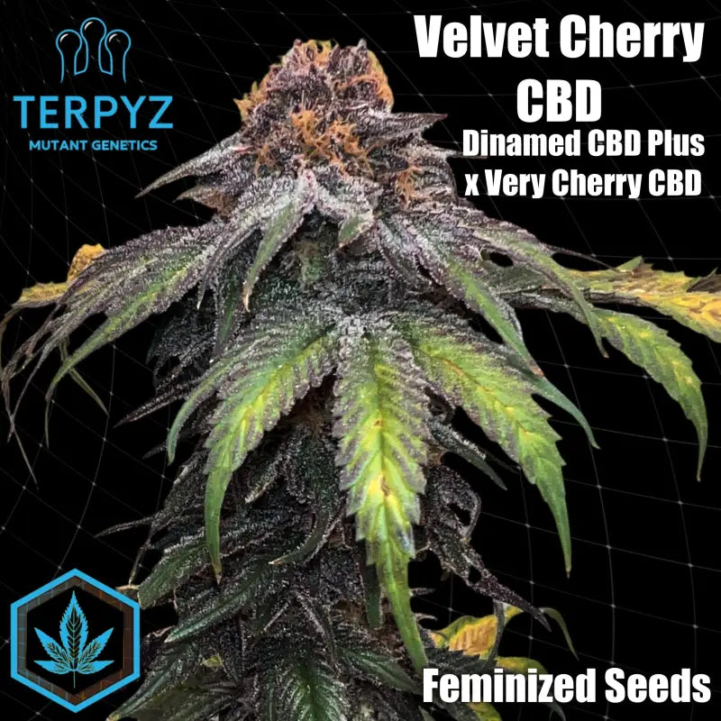 Velvet cherry cbd© fem terpyz feminized cannabis seeds