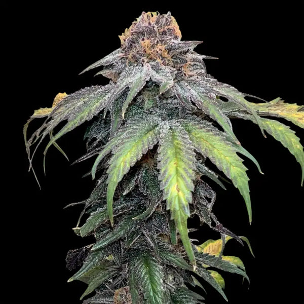 Velvet cherry cbd© fem terpyz feminized cannabis seeds