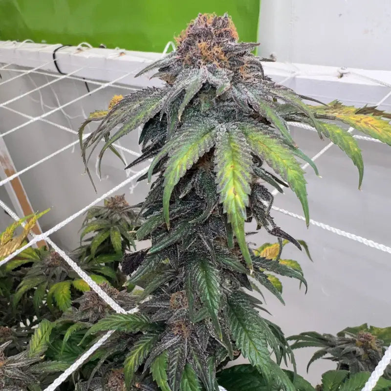 Velvet cherry cbd© fem terpyz feminized cannabis seeds