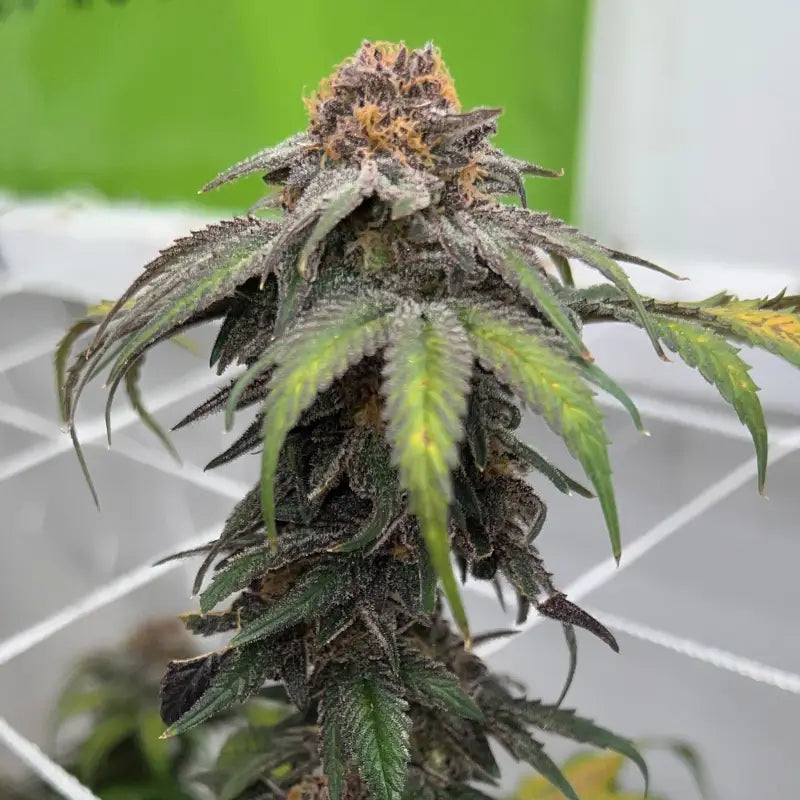 Velvet cherry cbd© fem terpyz feminized cannabis seeds