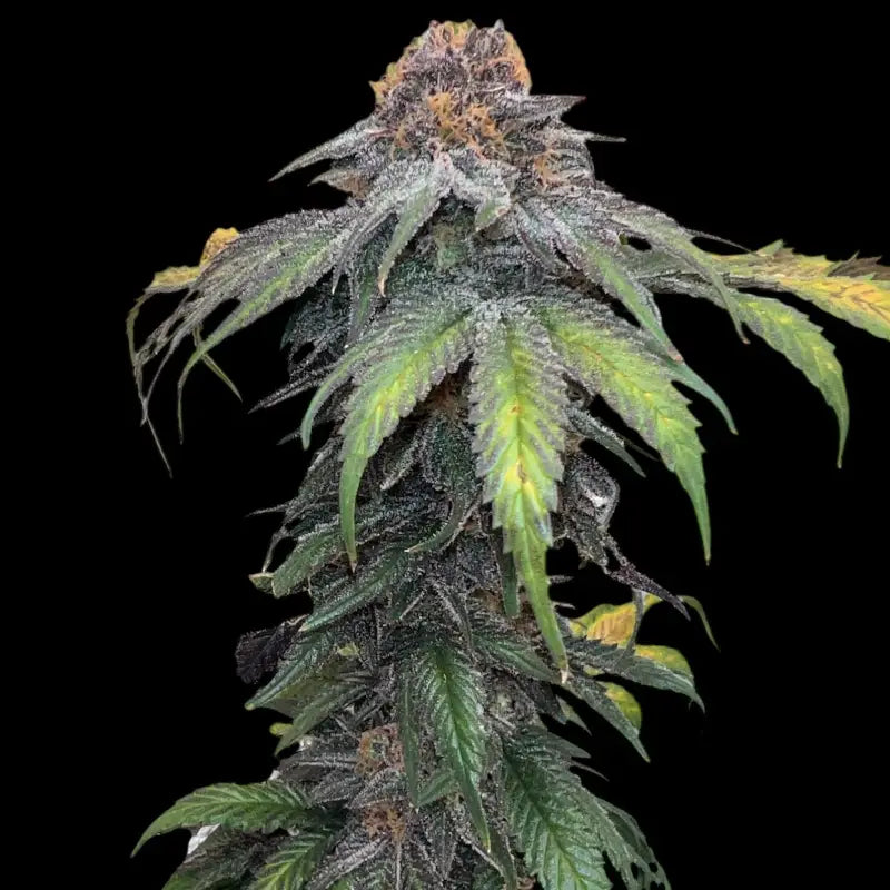 Velvet cherry cbd© fem terpyz feminized cannabis seeds