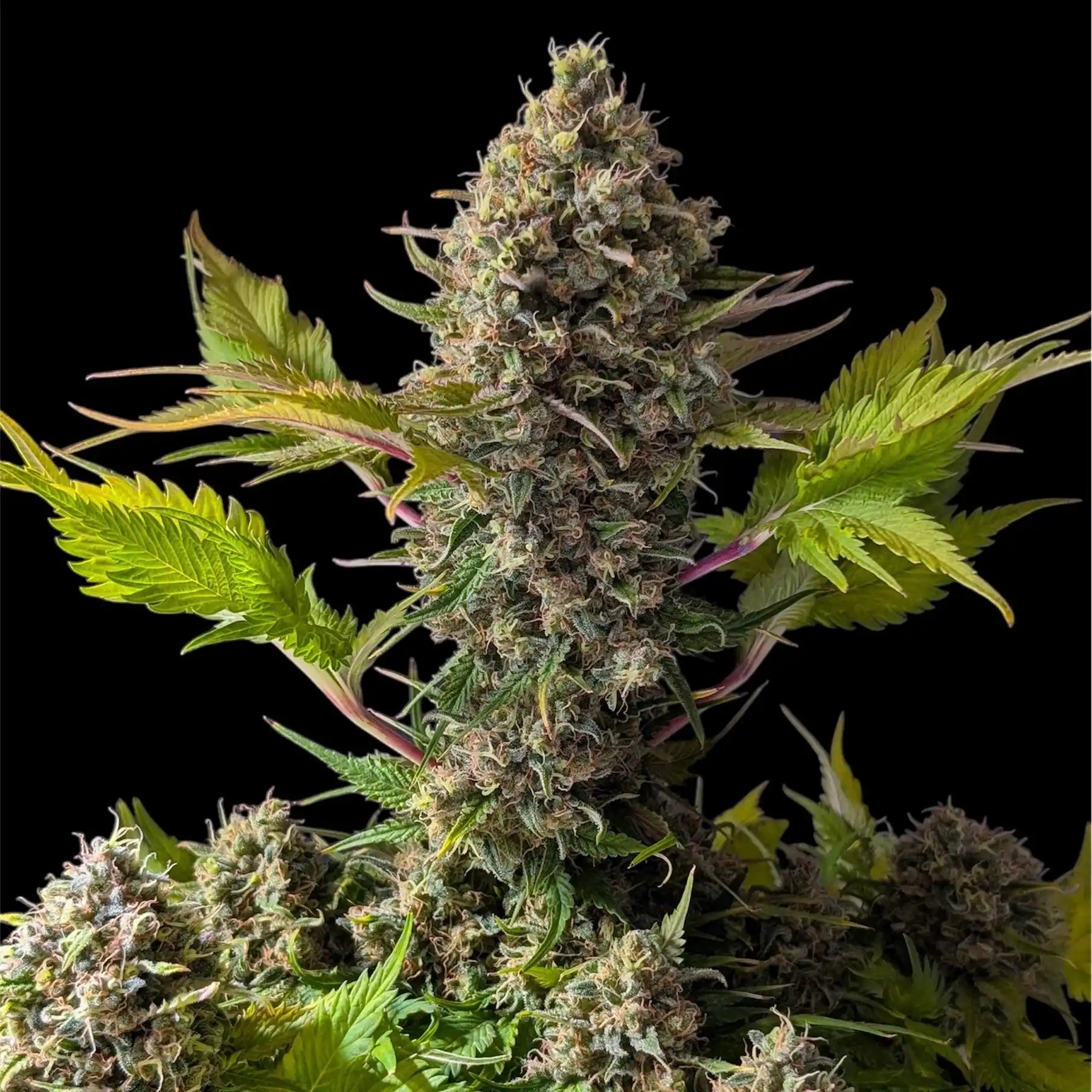 A vibrant cannabis plant with a large, dense, and trichome-rich flower, surrounded by bright green and purple-tinged fan leaves.