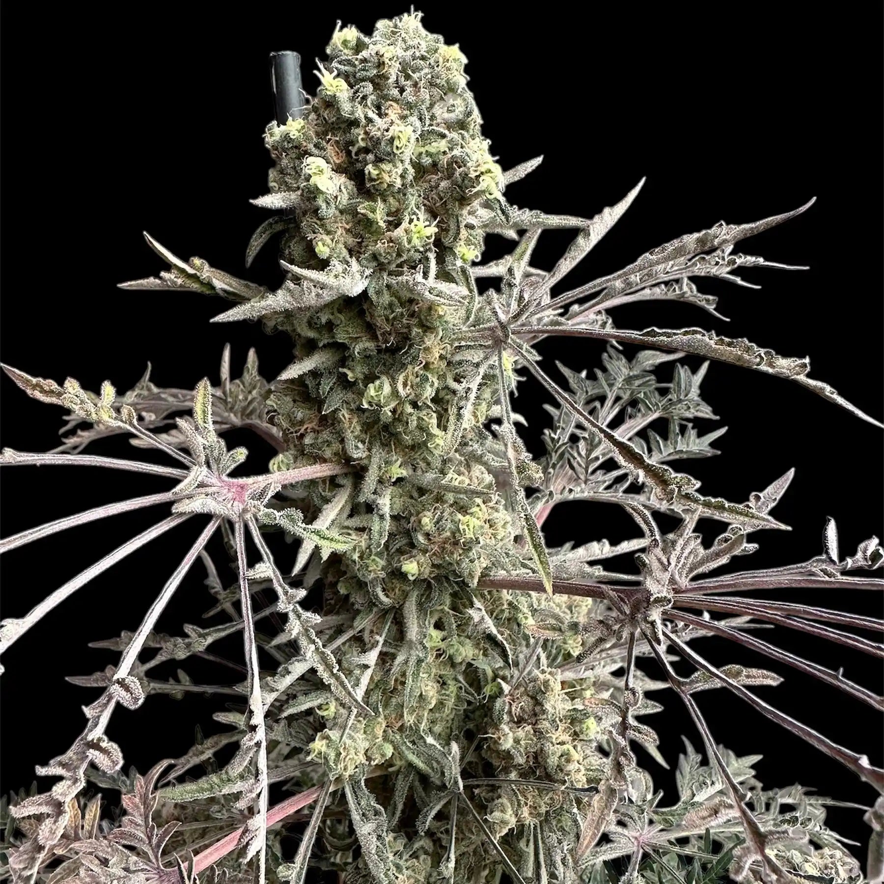 A vibrant cannabis plant, heavily coated in trichomes, with unique, slender leaves displaying a purple hue.