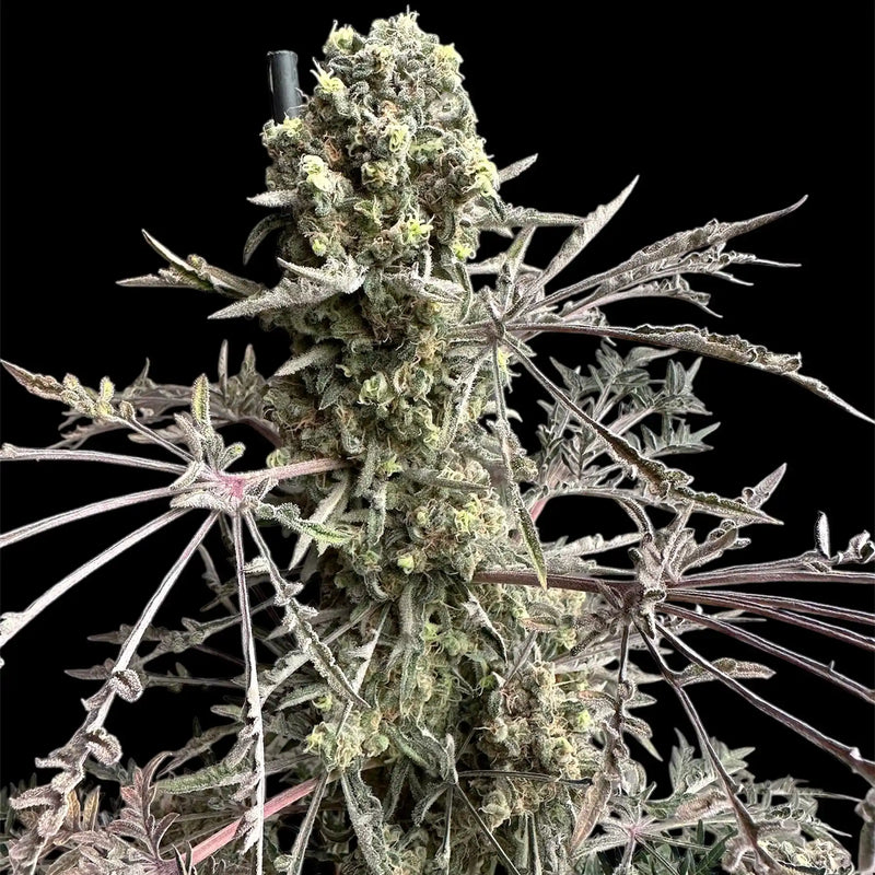 A vibrant cannabis plant, heavily coated in trichomes, with unique, slender leaves displaying a purple hue.