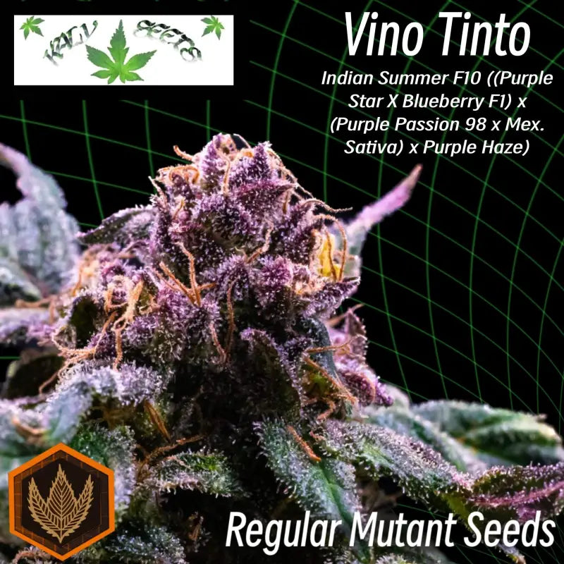 Vino tinto - duck reg kalyseeds cannabis seeds mutant