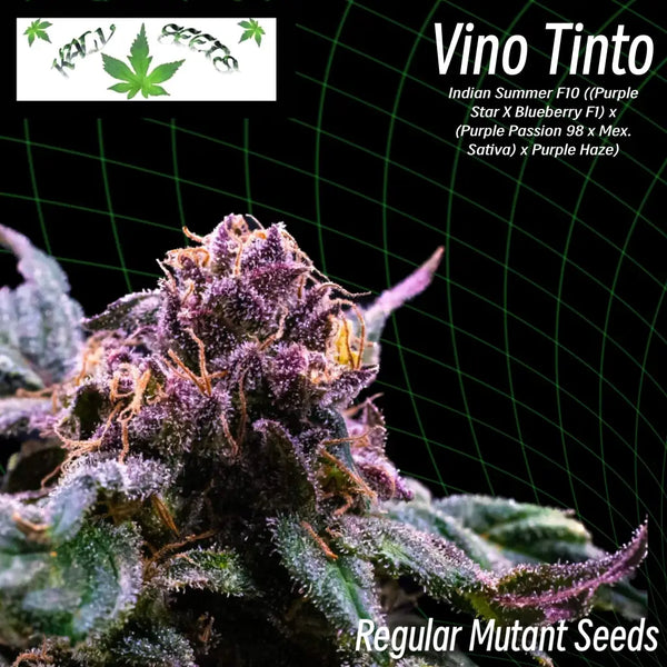 Vino tinto ’webbed leaves’ (regular mutant cannabis