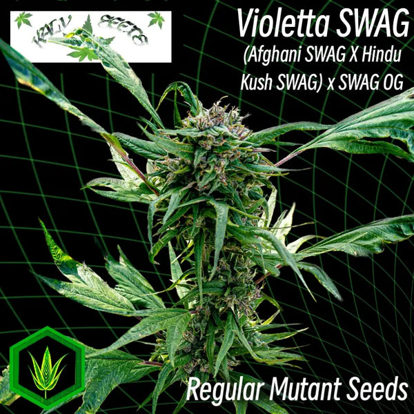 Violetta swag - mutant reg kalyseeds cannabis seeds duck