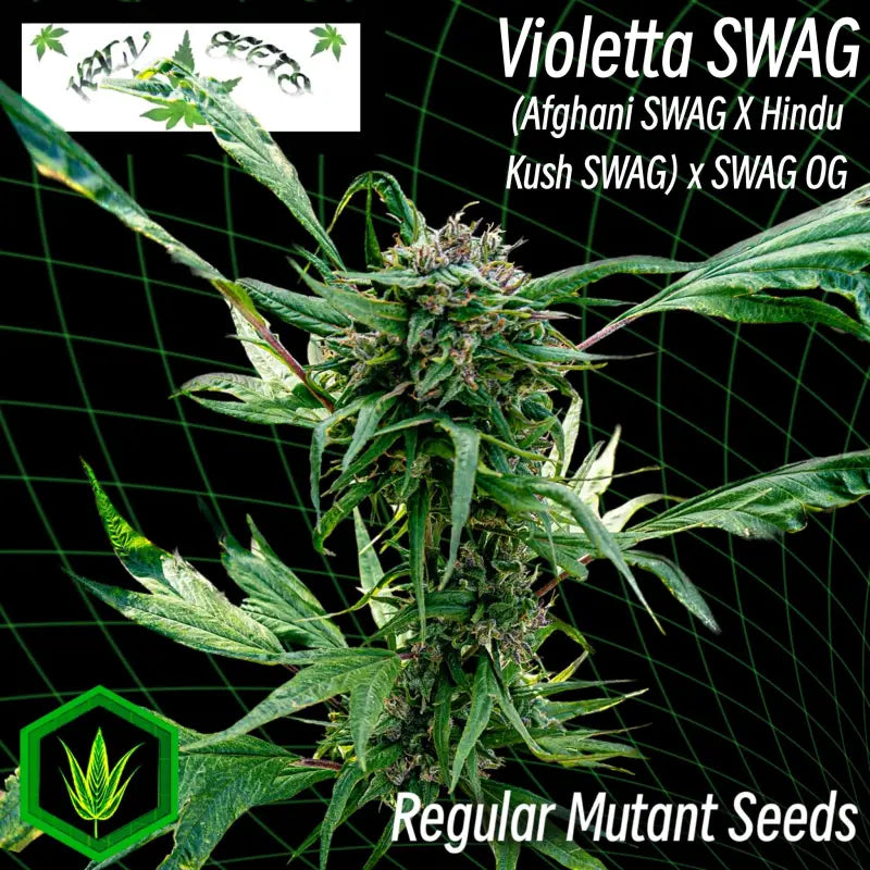 Violetta swag - mutant reg kalyseeds cannabis seeds duck