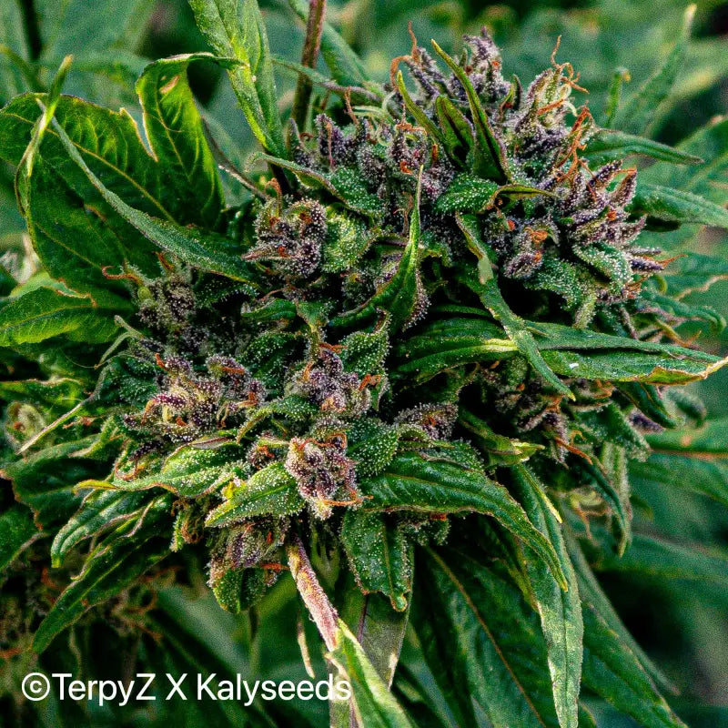 Violetta swag - mutant reg kalyseeds cannabis seeds