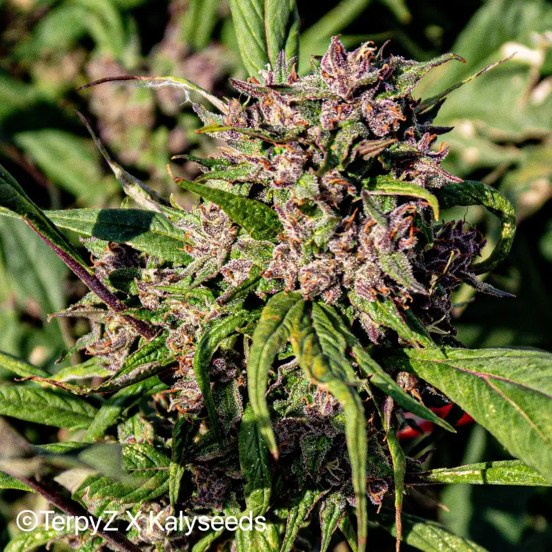 Violetta swag - mutant reg kalyseeds cannabis seeds
