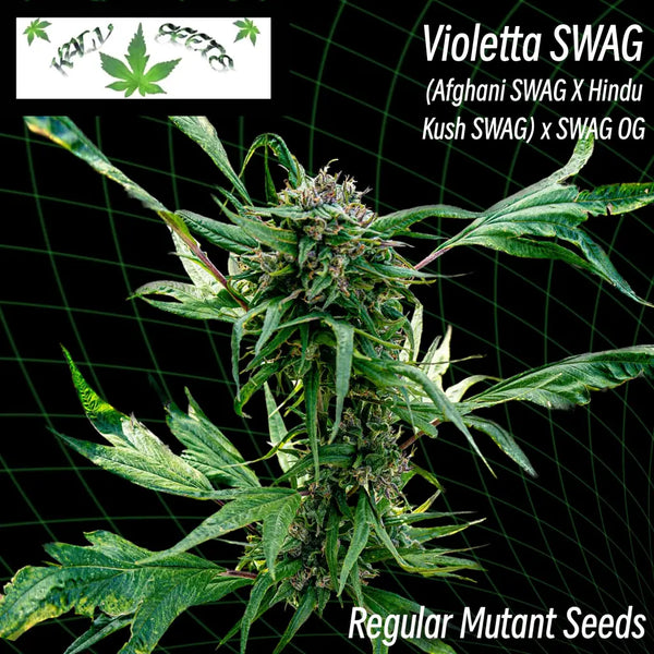 Violetta swag ’smooth-edged webbed leaves’ (regular