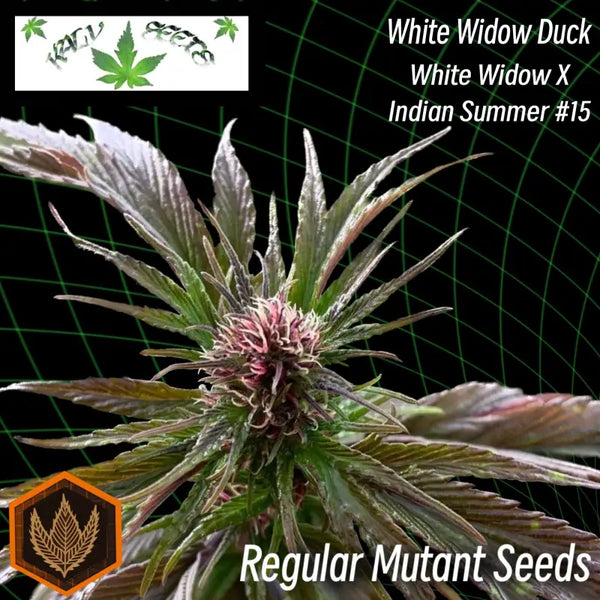 White widow duck - mutant reg kalyseeds cannabis seeds
