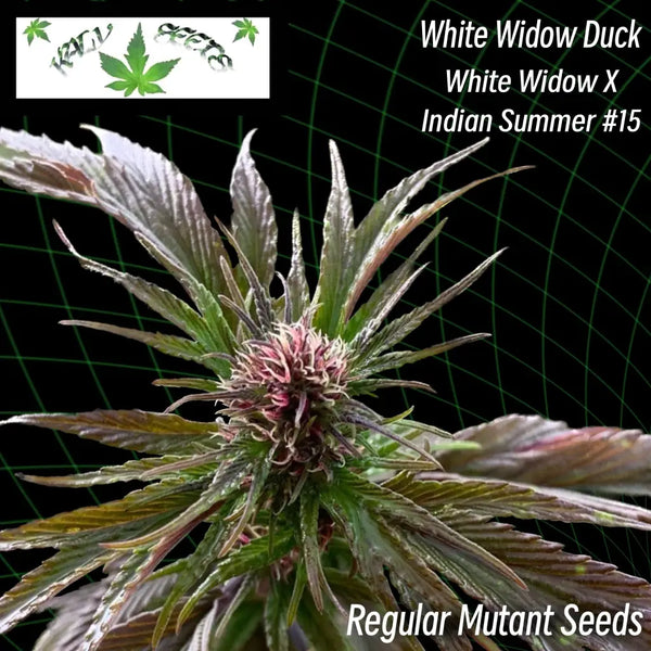 White widow duck ’webbed leaves’ (regular mutant