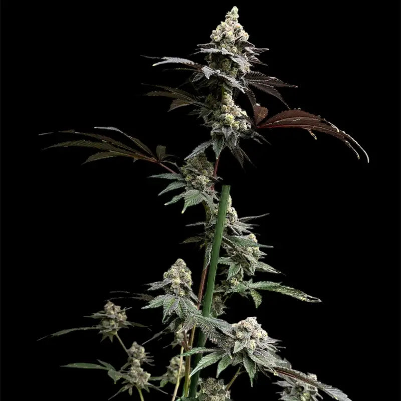 White zoap© fem terpyz mutant genetics feminized cannabis