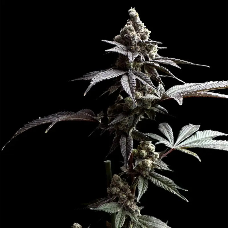 White zoap© fem terpyz mutant genetics feminized cannabis