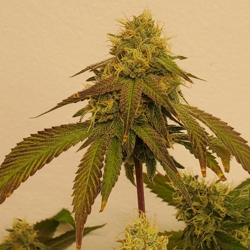 White zoap© fem terpyz mutant genetics feminized cannabis