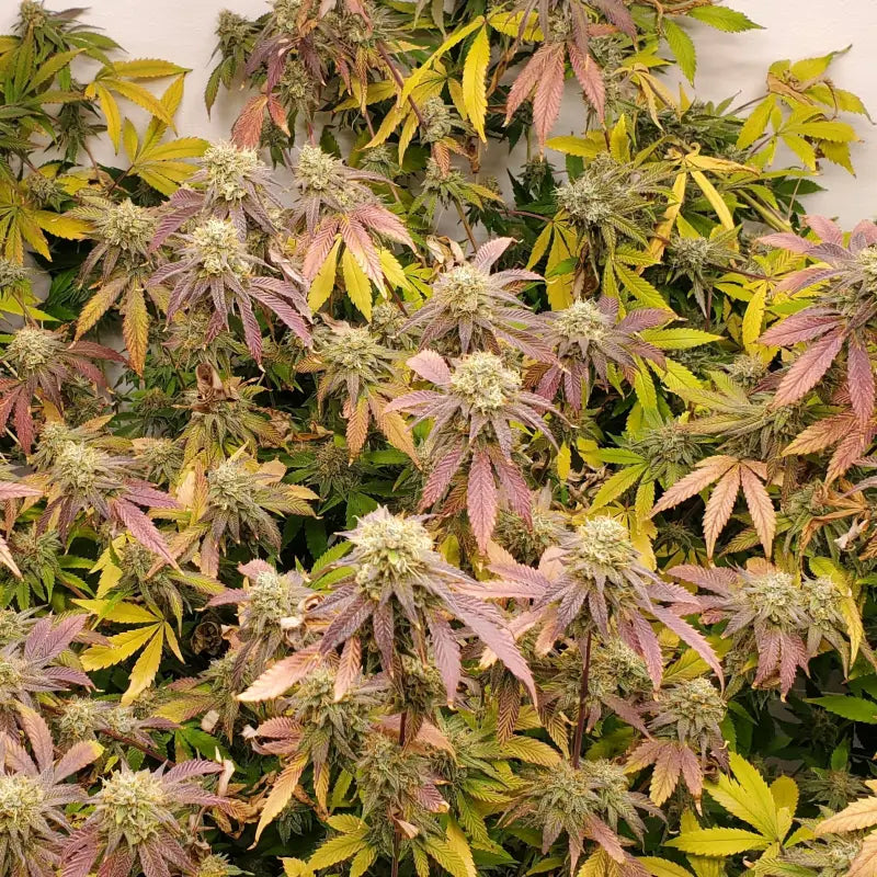 White zoap© fem terpyz mutant genetics feminized cannabis