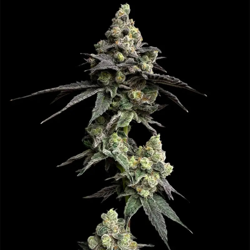 White zoap© fem terpyz mutant genetics feminized cannabis