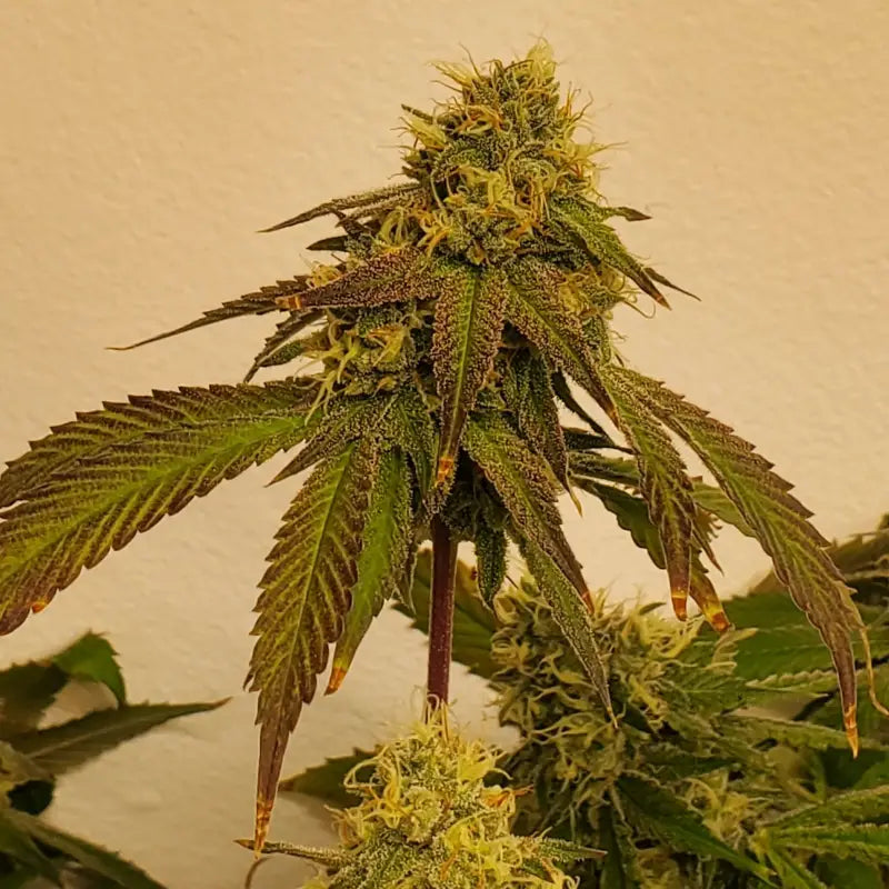 White zoap© fem terpyz mutant genetics feminized cannabis