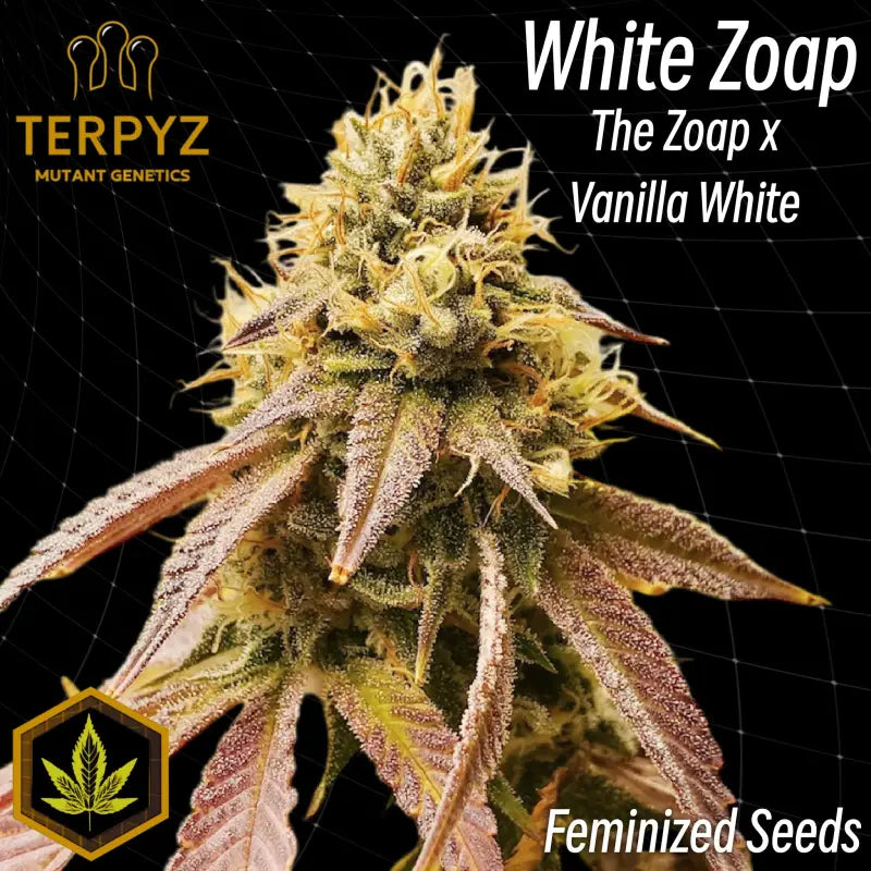 White zoap© fem terpyz mutant genetics feminized cannabis