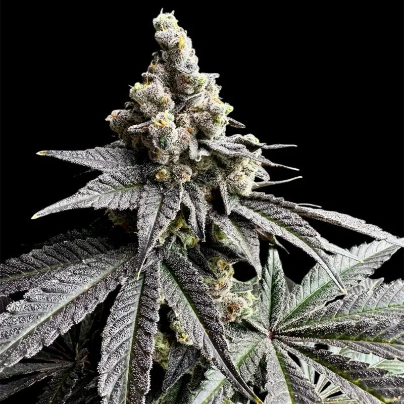 White zoap© fem terpyz mutant genetics feminized cannabis